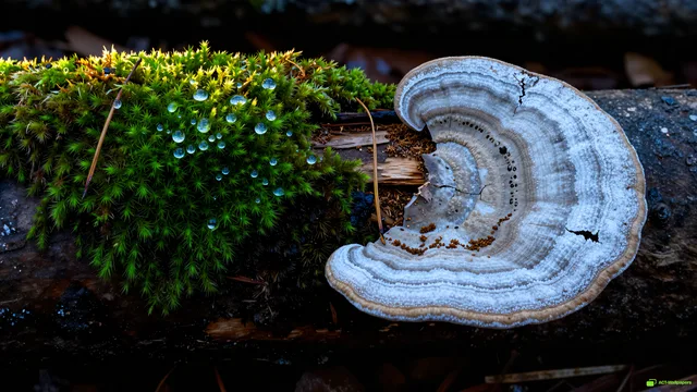 Split Season Fungus — Split-season sports 4K wallpaper