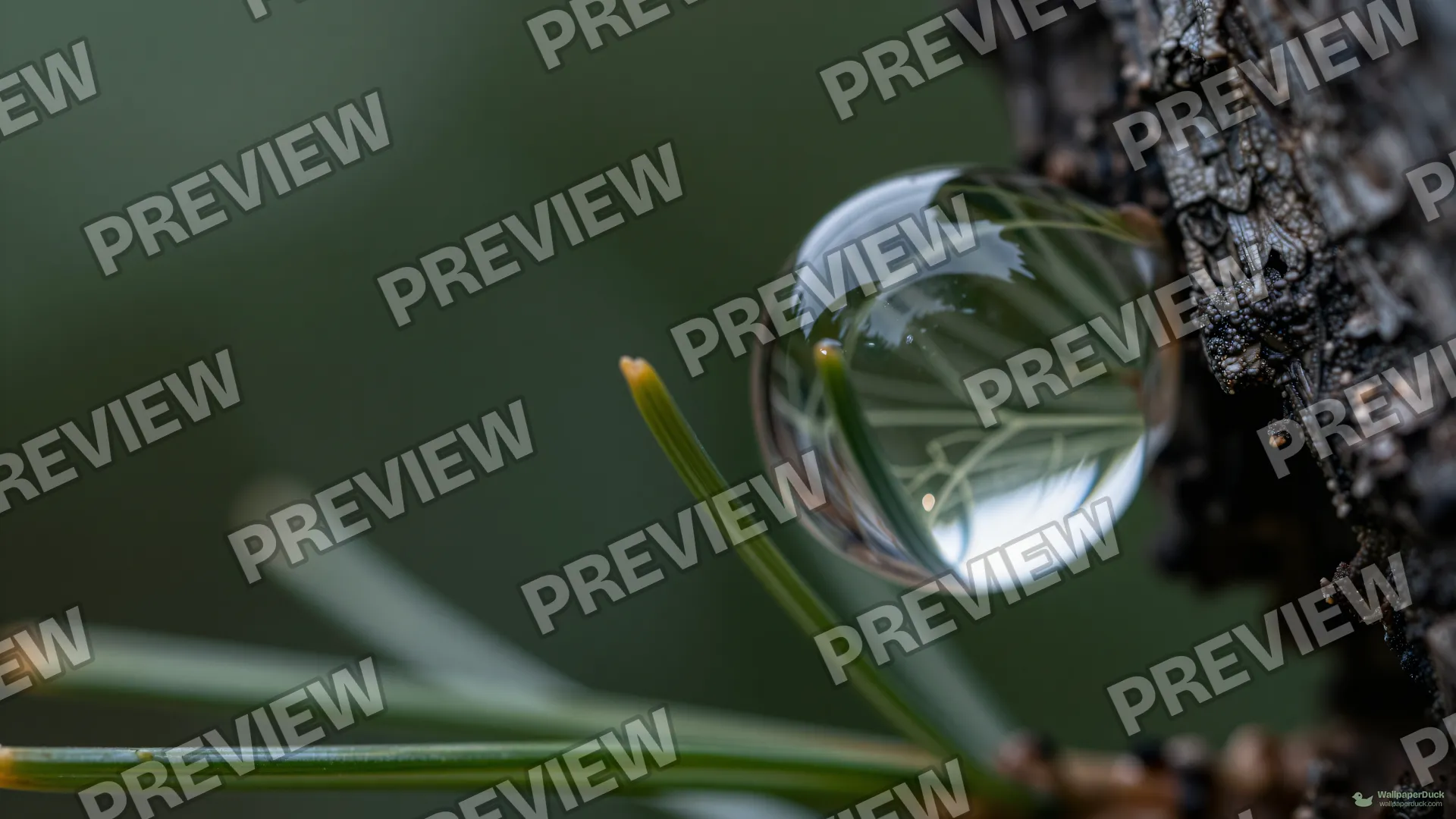 Pine Needle Water Tension — Botanical macro 4K wallpaper