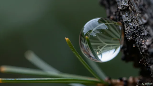 Pine Needle Water Tension — Botanical macro 4K wallpaper