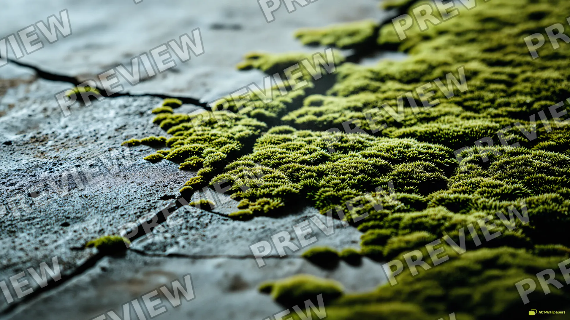 Concrete Moss Texture — Rustic concrete texture 4K wallpaper