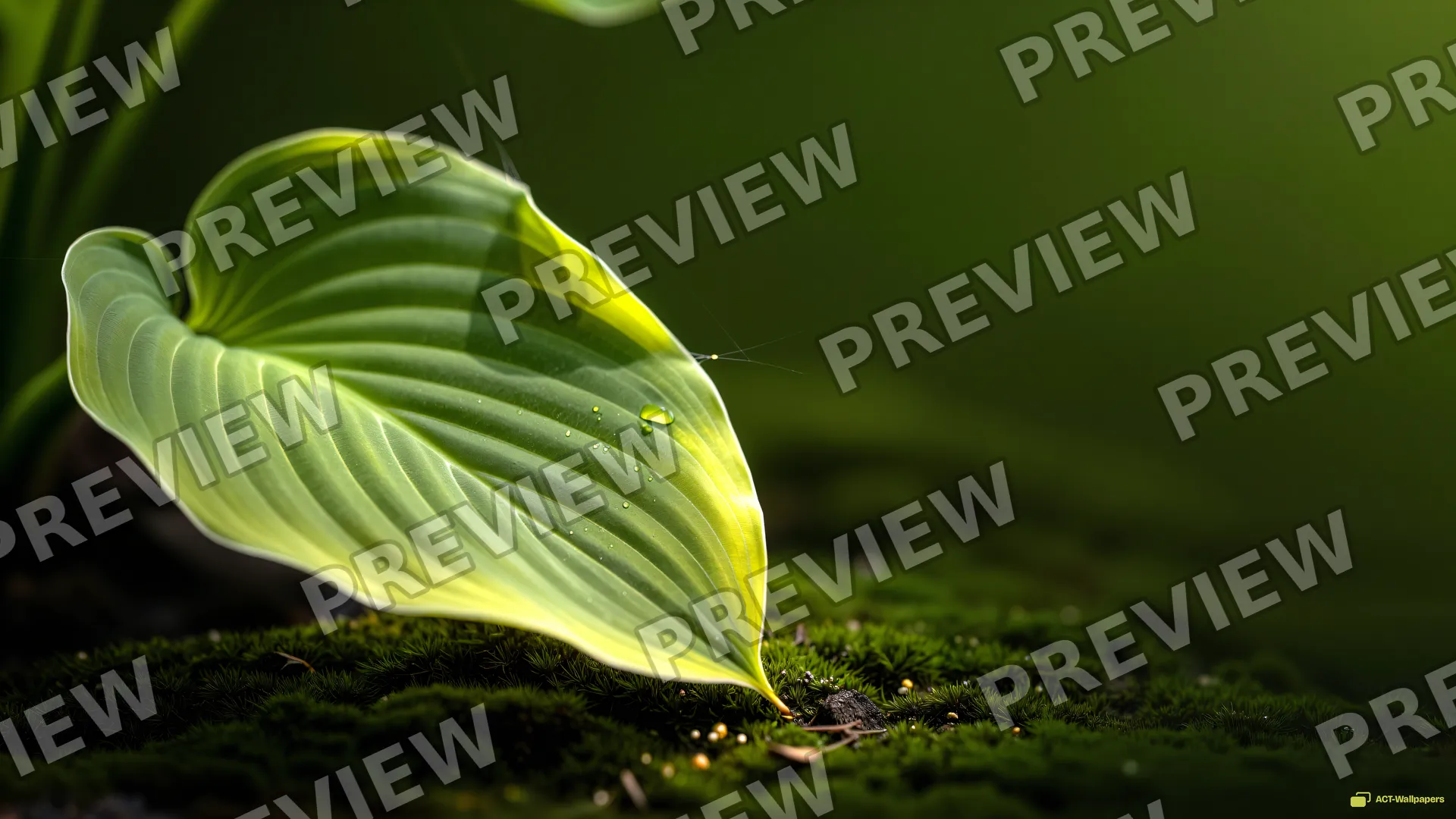 Hosta Morning Dew — Botanical macro 4K wallpaper