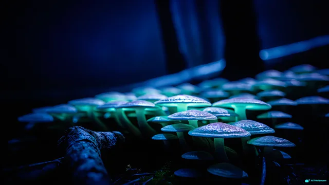 Mycelial Night Glow — Bioluminescence 4K wallpaper