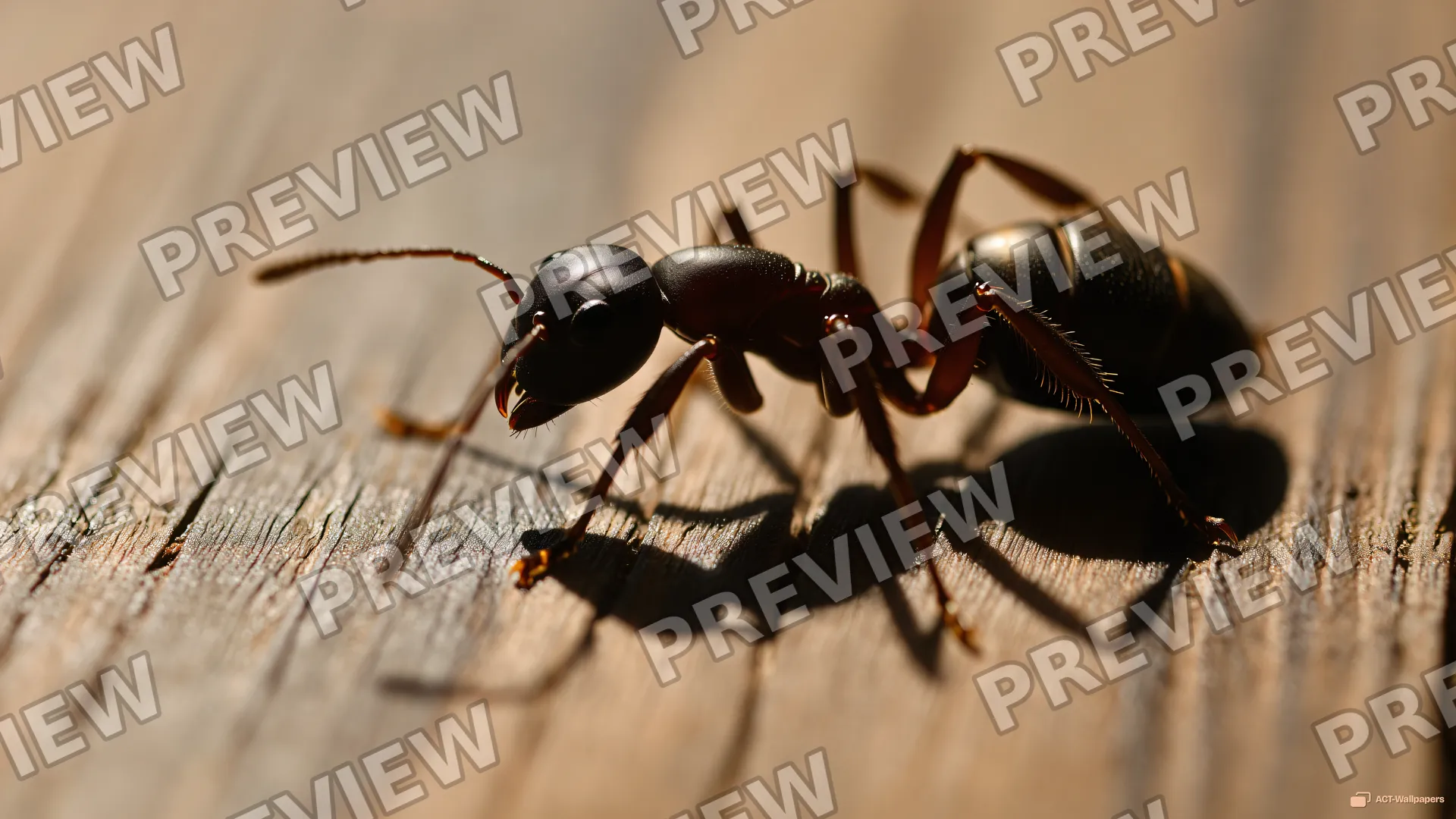 Giant Carpenter Ant Macro — Giant ant surface 4K wallpaper