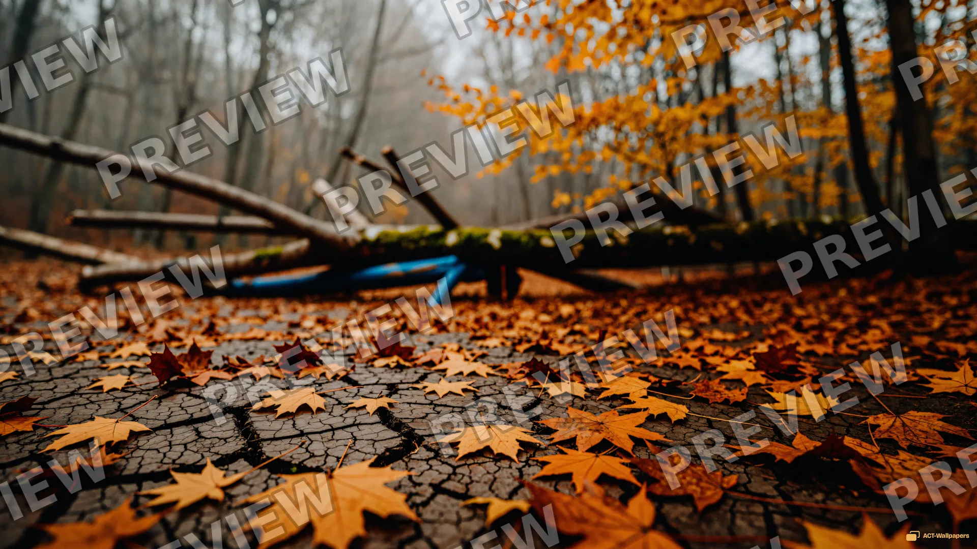 Autumn Understory Amber — Seasonal palette 4K wallpaper