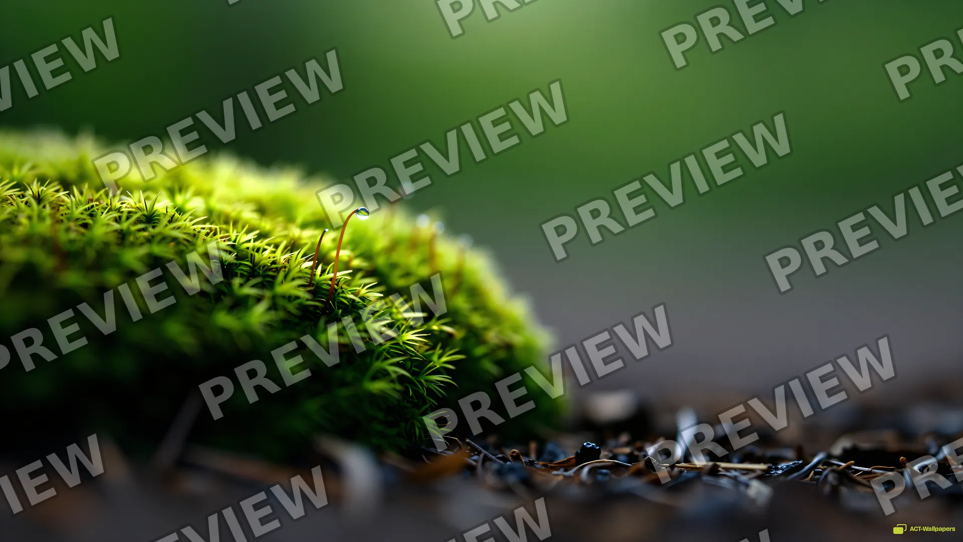 Moss Trichome Morning — Botanical macro 4K wallpaper