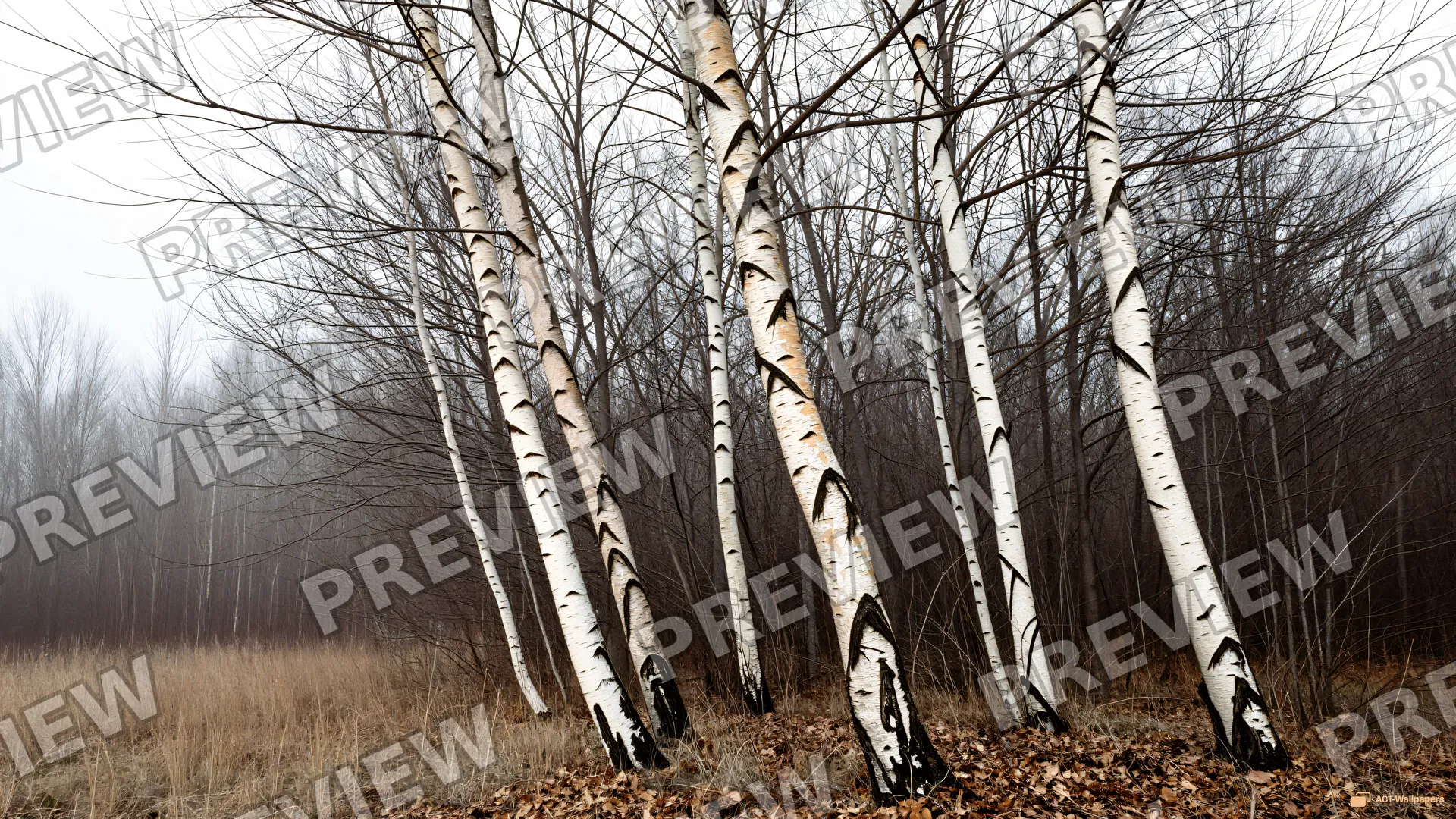 Skeletal Winter Canopy — Dry forest 4K wallpaper