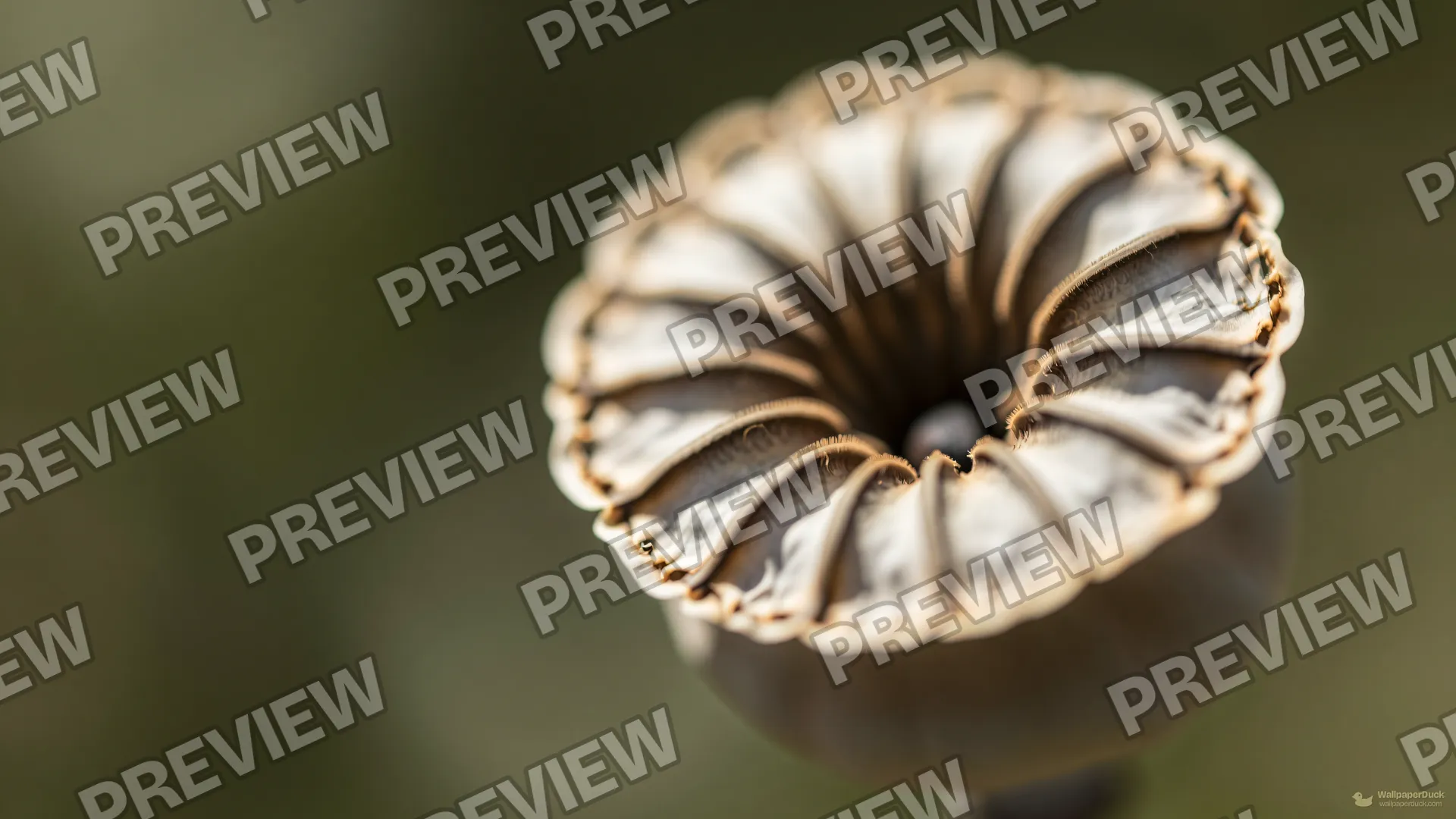 Poppy Seed Head Macro — Botanical macro 4K wallpaper