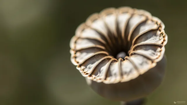 Poppy Seed Head Macro — Botanical macro 4K wallpaper