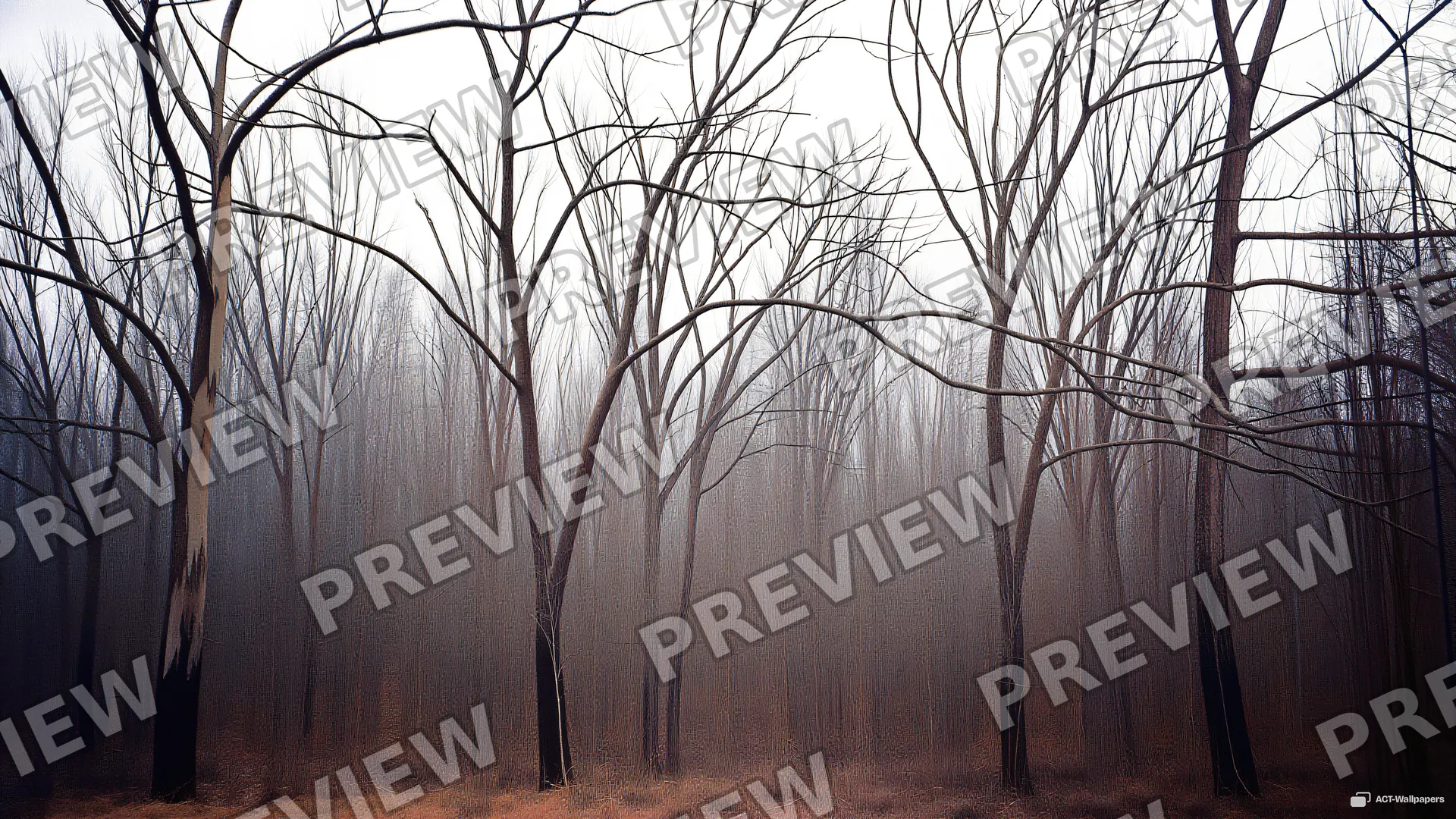 Skeletal Winter Canopy — Dry forest 4K wallpaper