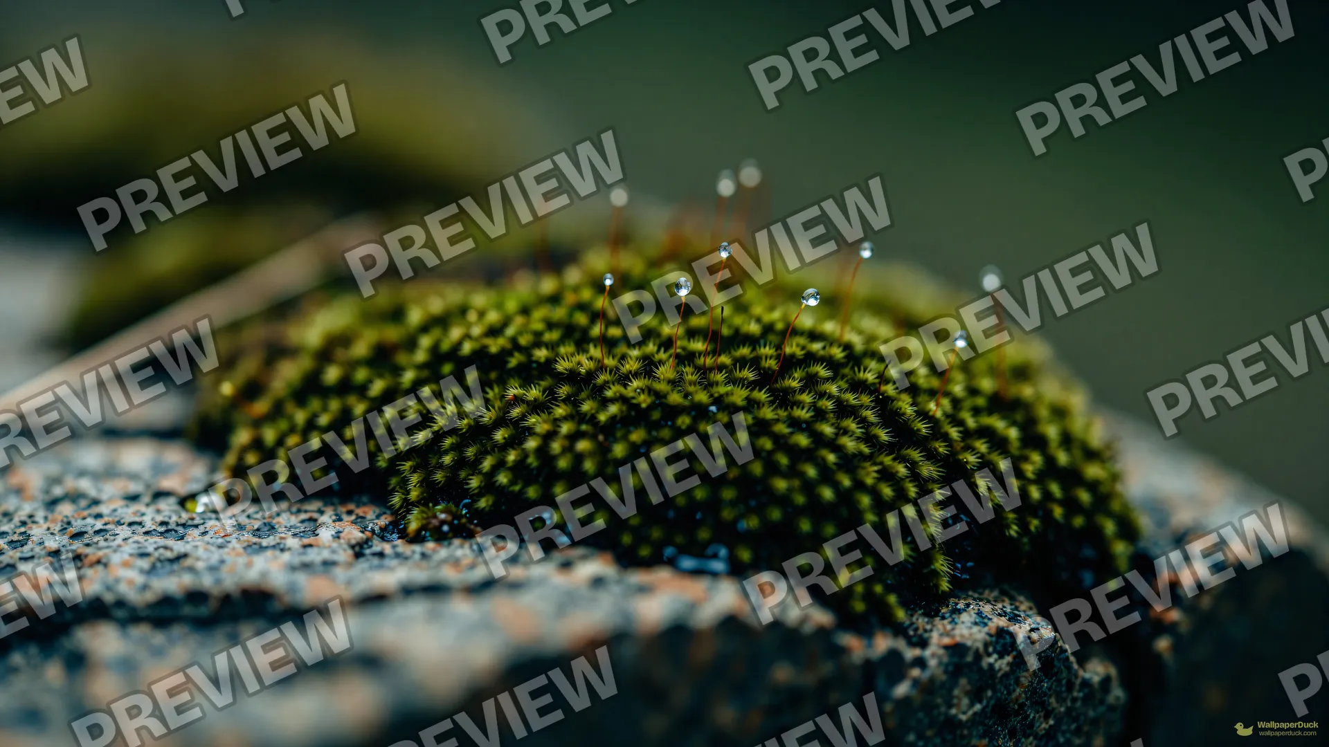 Moss and Stone Macro — Botanical macro 4K wallpaper