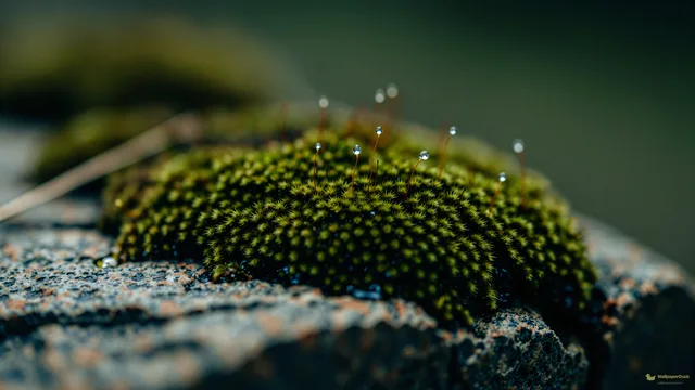 Moss and Stone Macro — Botanical macro 4K wallpaper