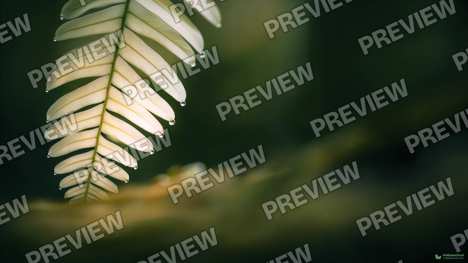 Translucent Fern Edge — Botanical macro 4K wallpaper