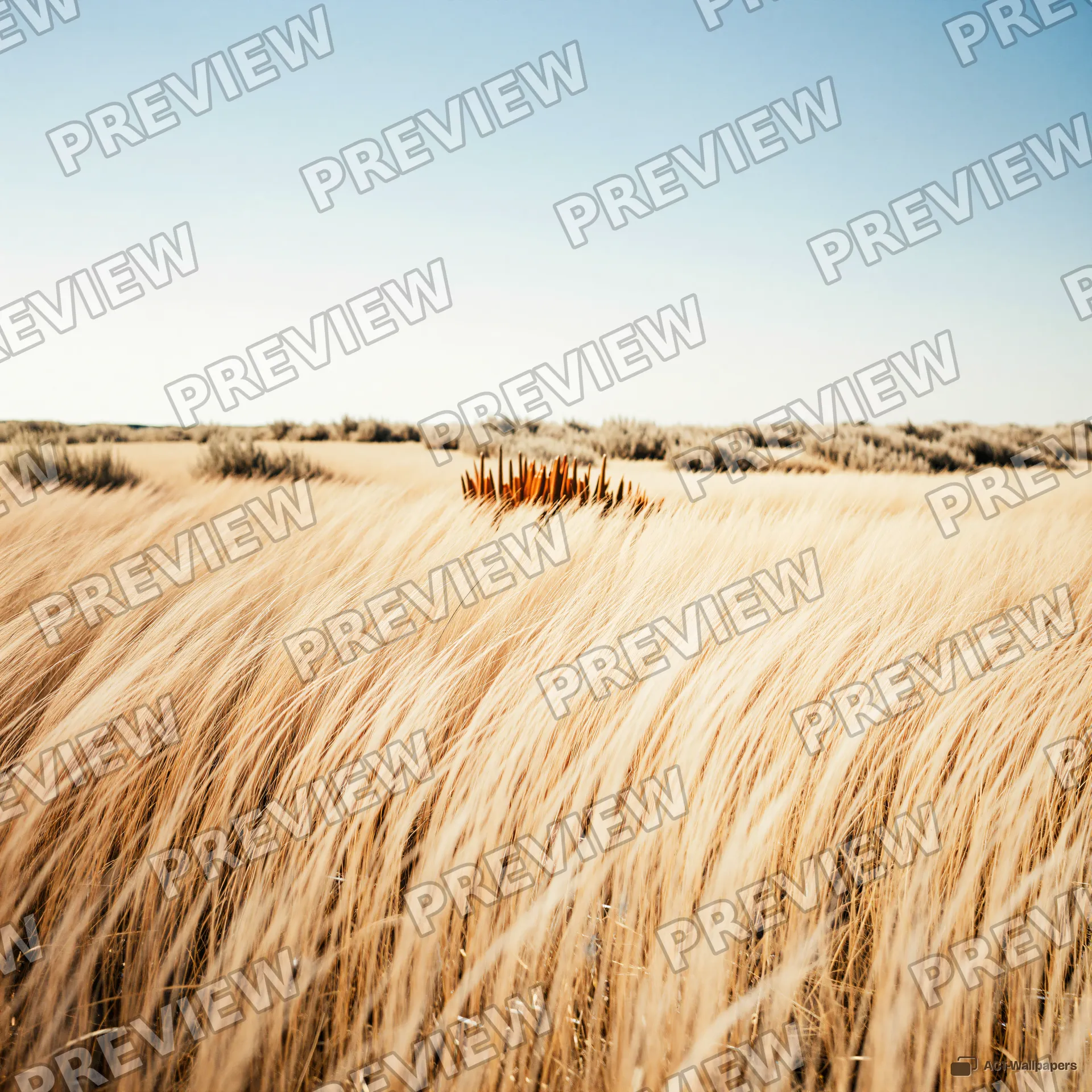 Bleached Summer Meadow — Seasonal palette 4K wallpaper