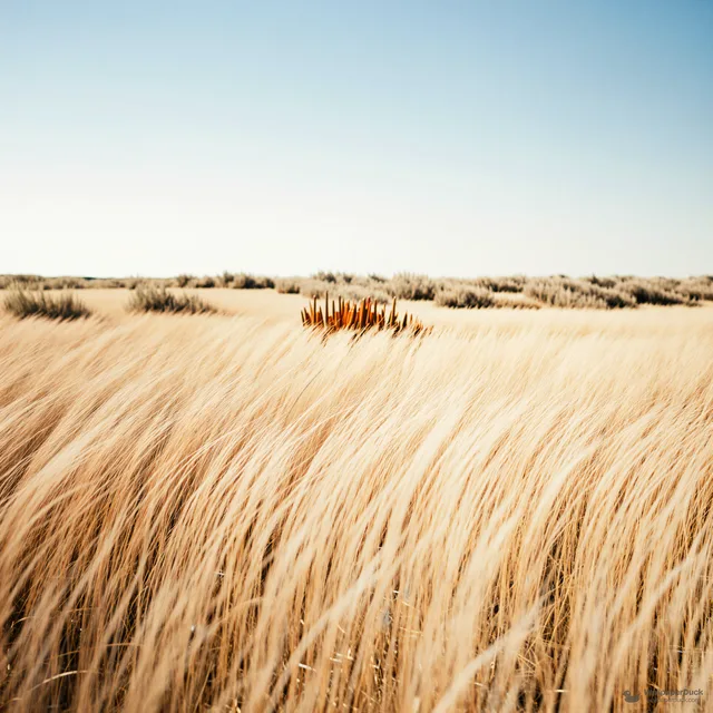 Bleached Summer Meadow — Seasonal palette 4K wallpaper