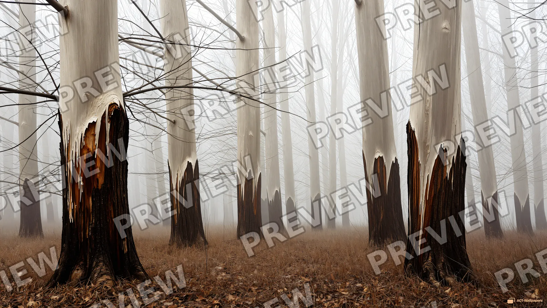 Skeletal Canopy — Dry forest 4K wallpaper