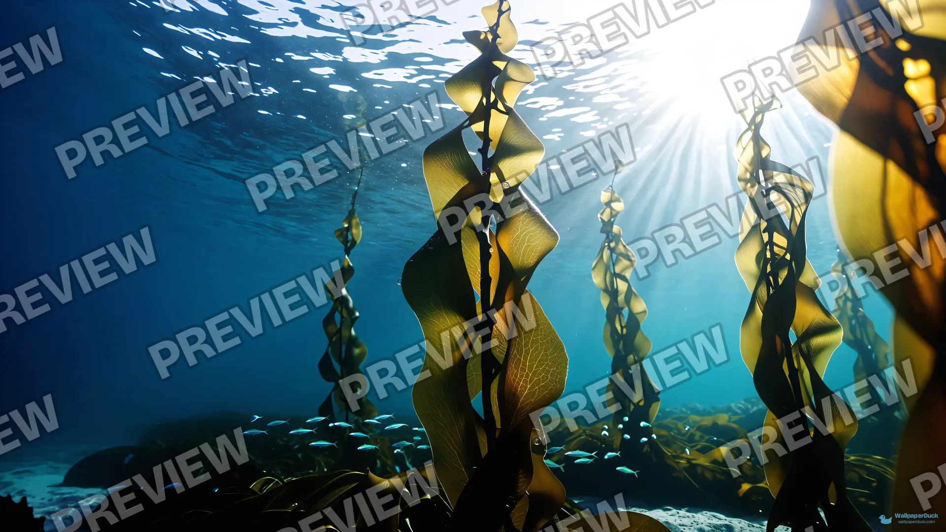 Kelp Canopy Ascent — Underwater 4K wallpaper