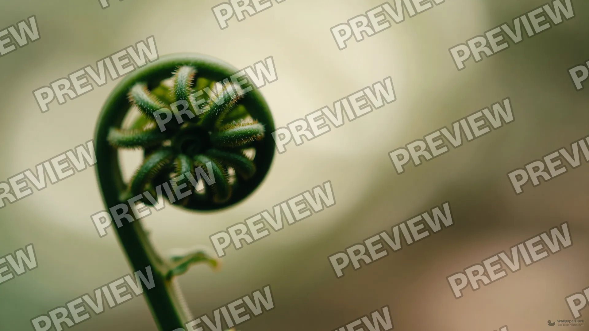 Fern Fiddlehead Spiral — Botanical macro 4K wallpaper