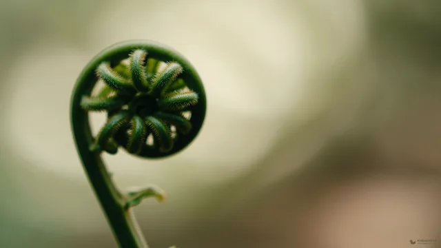 Fern Fiddlehead Spiral — Botanical macro 4K wallpaper