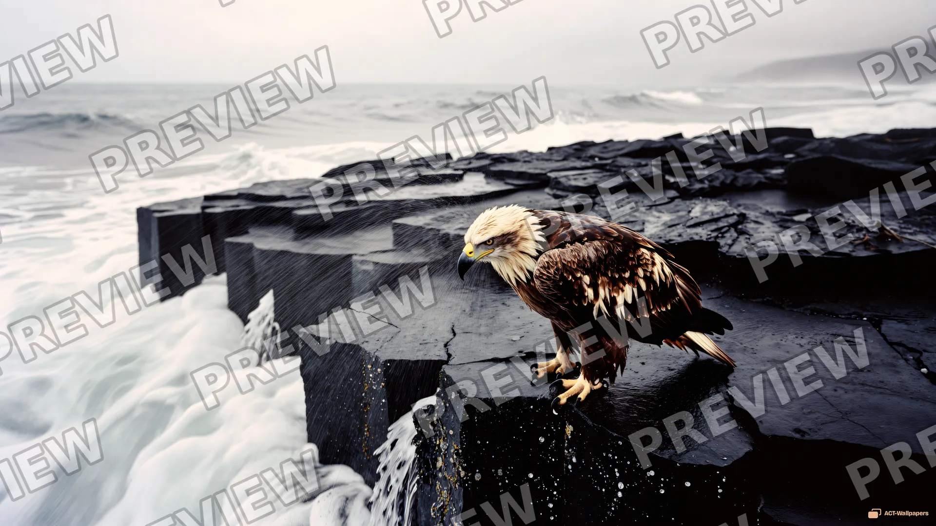 Eagle on the Basalt Edge — Sea eagle on the shore 4K wallpaper