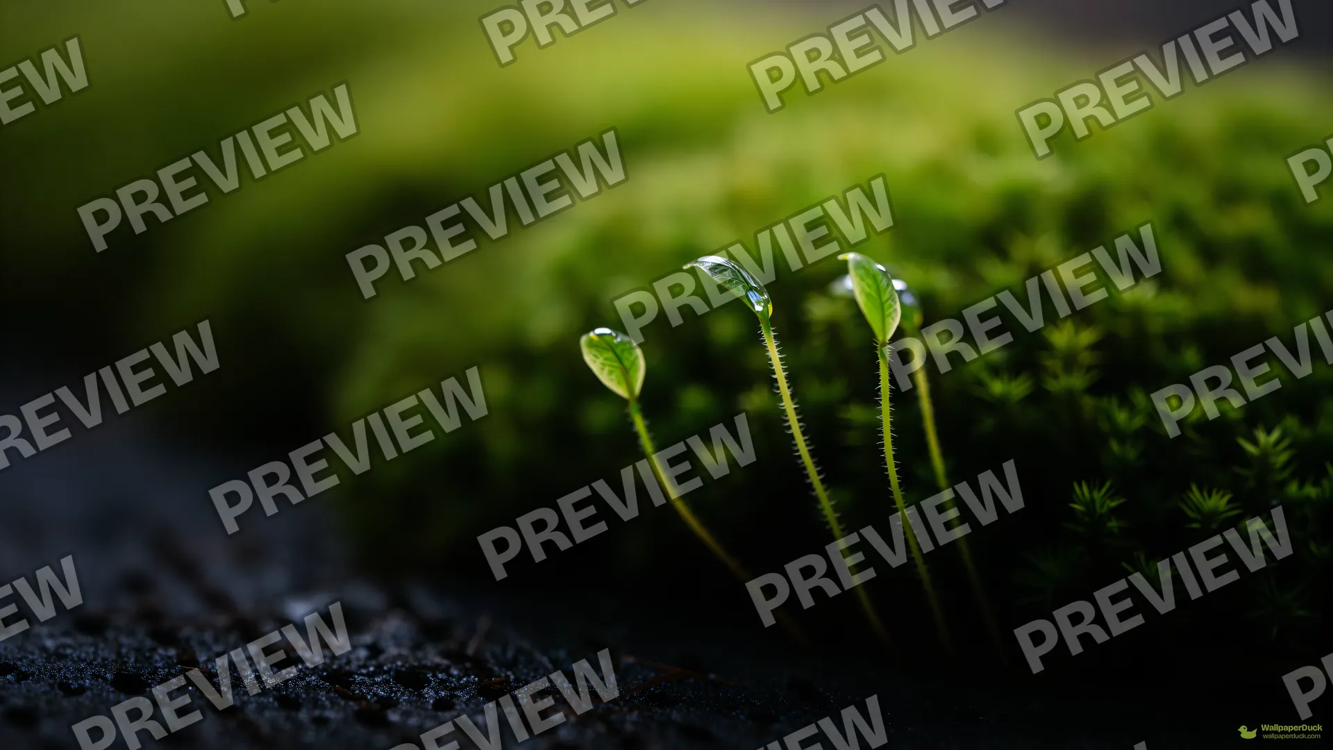 Moss Canopy Closeup — Botanical macro 4K wallpaper