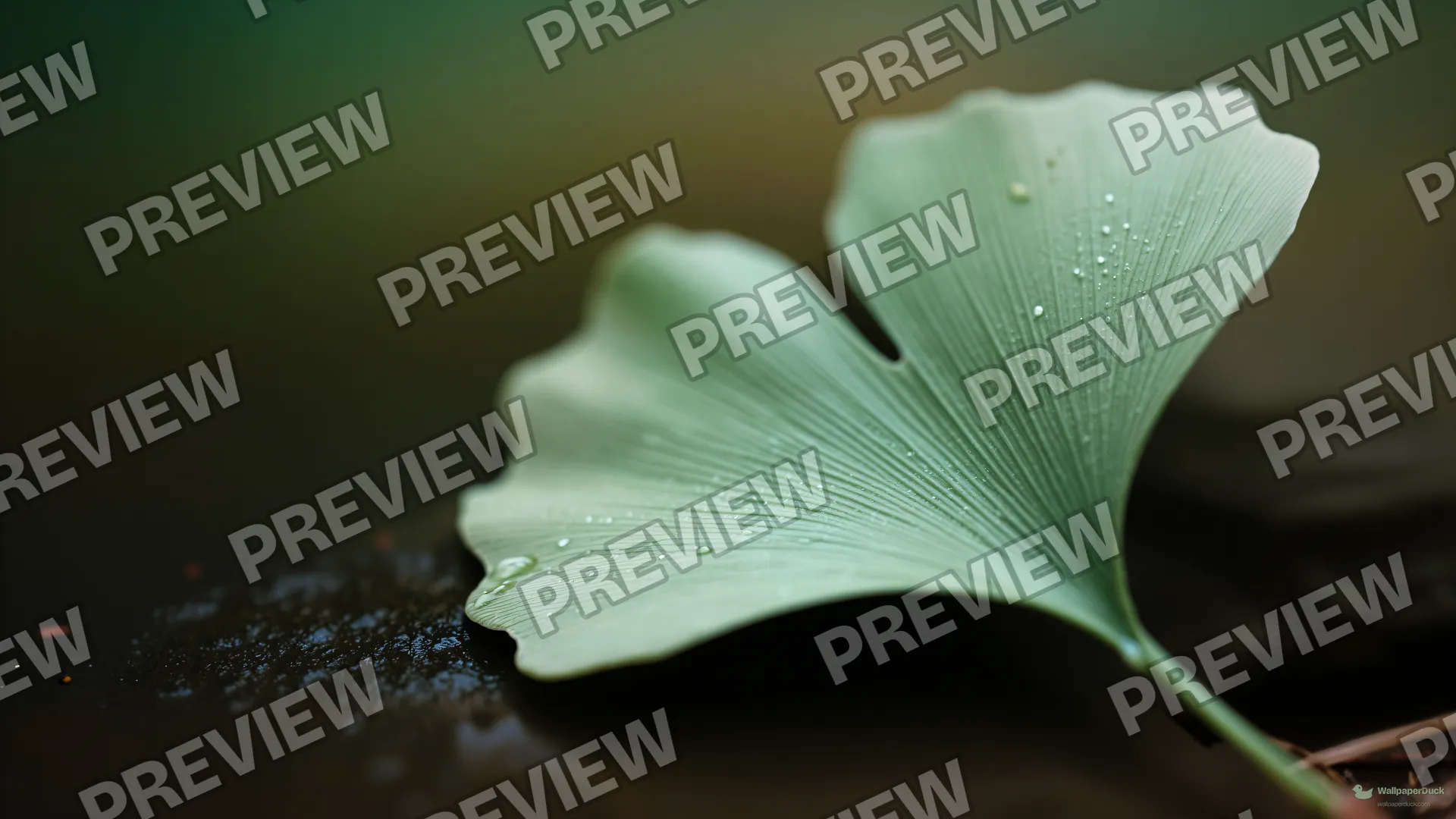 Ginkgo Leaf Surface Macro — Botanical macro 4K wallpaper