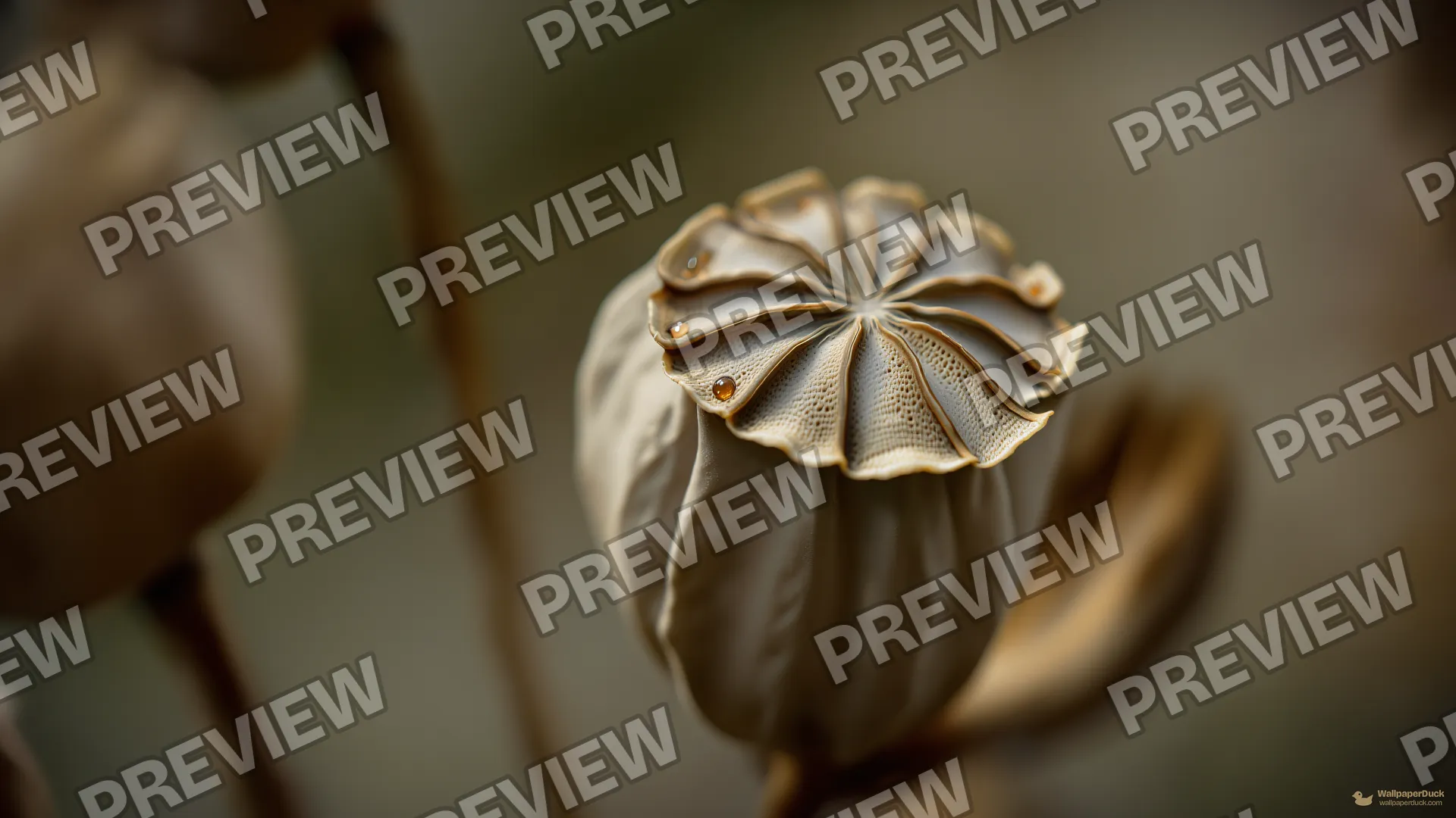 Poppy Capsule Macro — Botanical macro 4K wallpaper