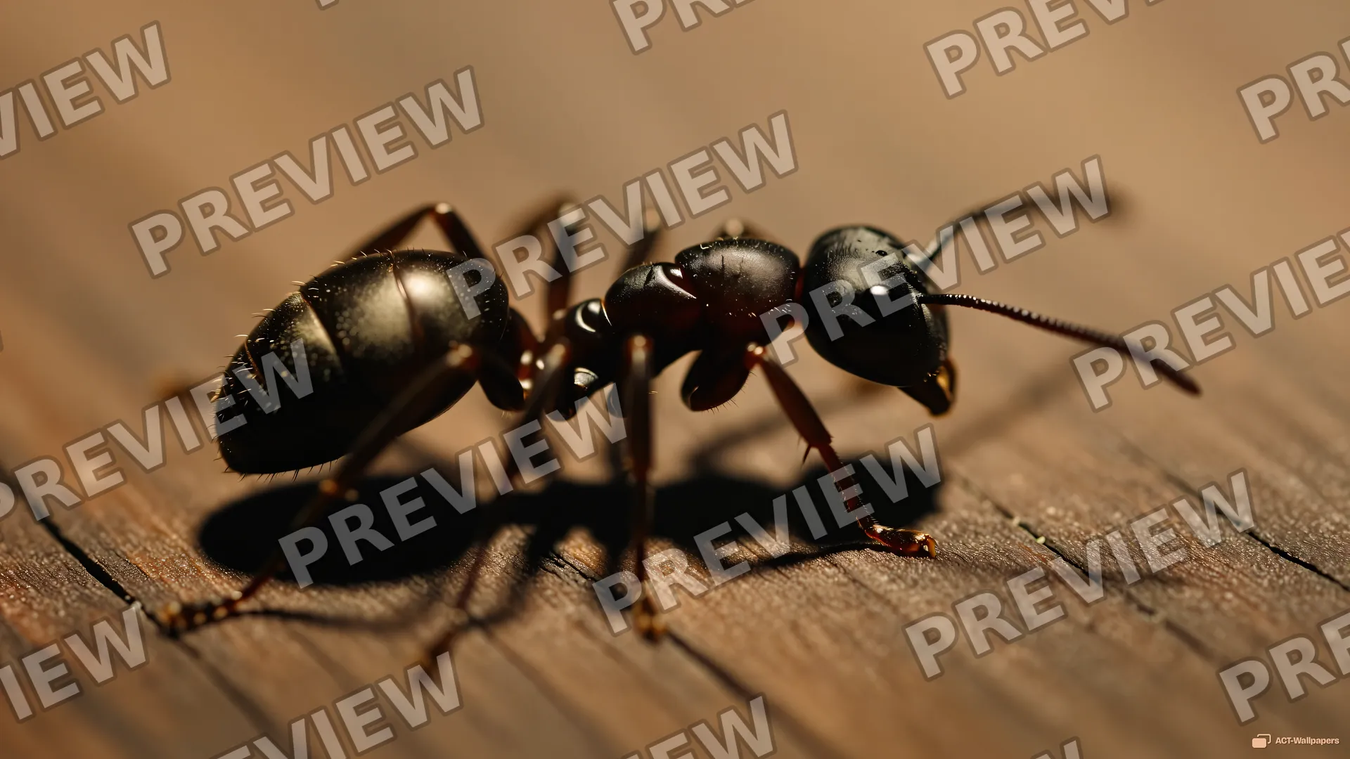 Giant Ant Wood Macro — Giant ant surface 4K wallpaper