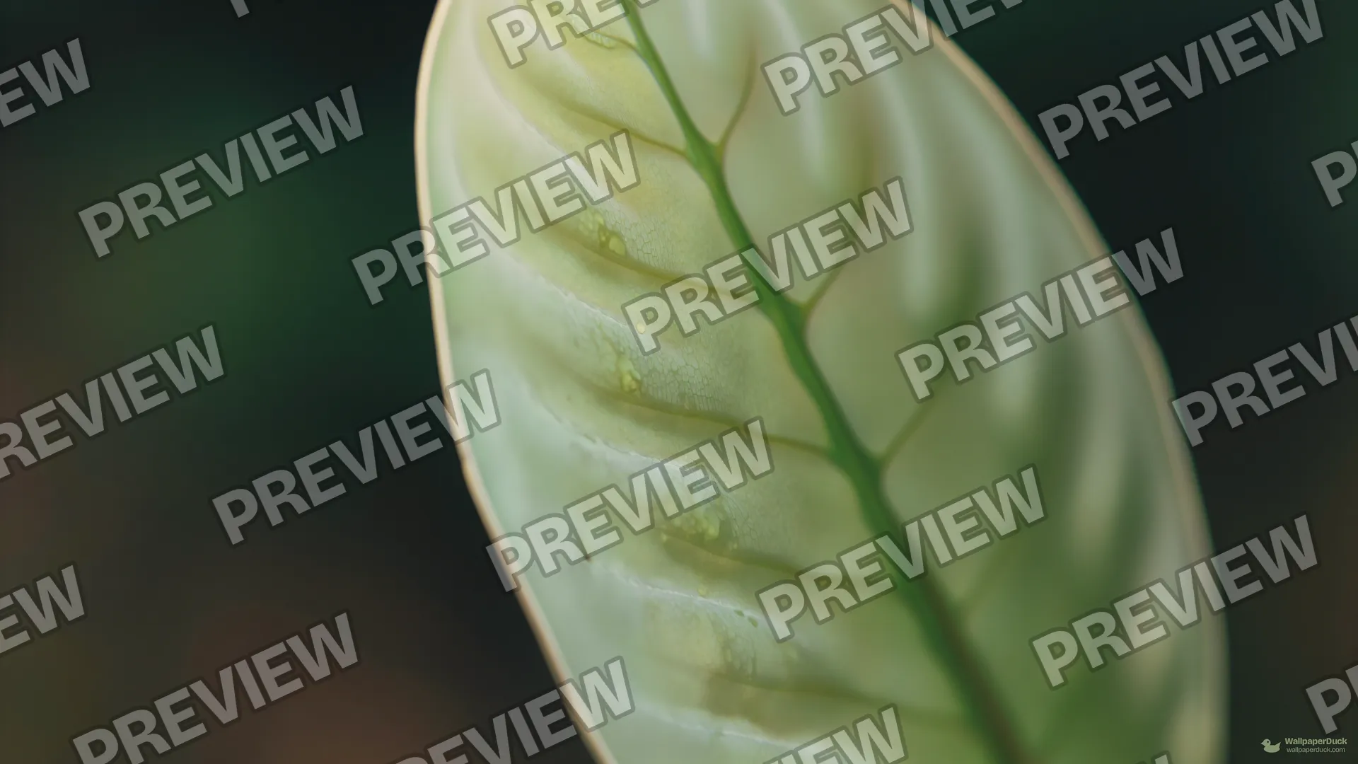 Succulent Leaf Macro — Botanical macro 4K wallpaper