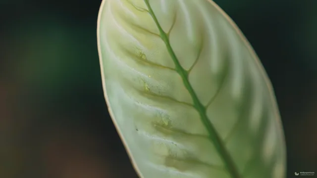 Succulent Leaf Macro — Botanical macro 4K wallpaper