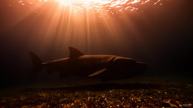 Abyssal Leviathan Drift — Underwater 4K wallpaper