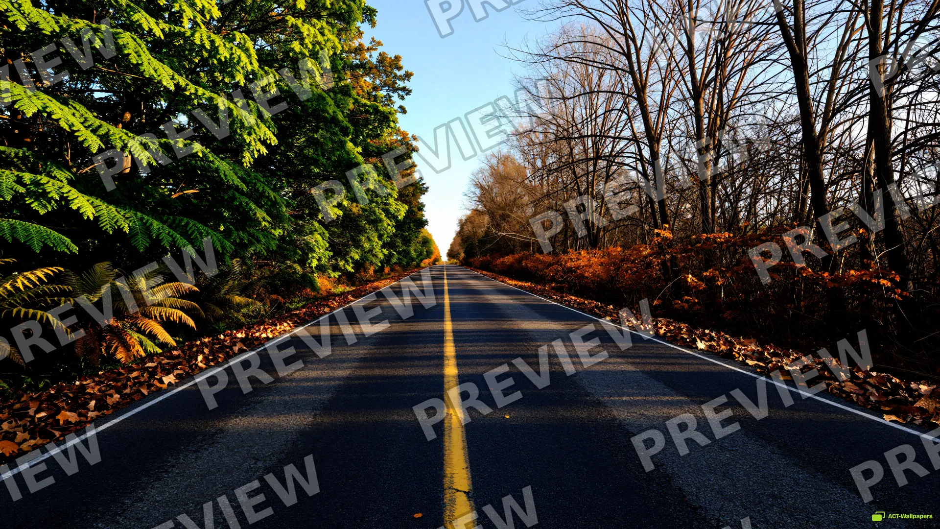 Bifurcated Seasonal Road — Two seasons 4K wallpaper