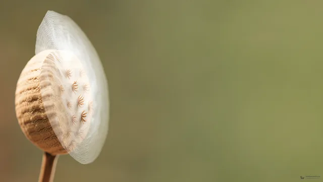 Milkweed Seed Filaments — Botanical macro 4K wallpaper