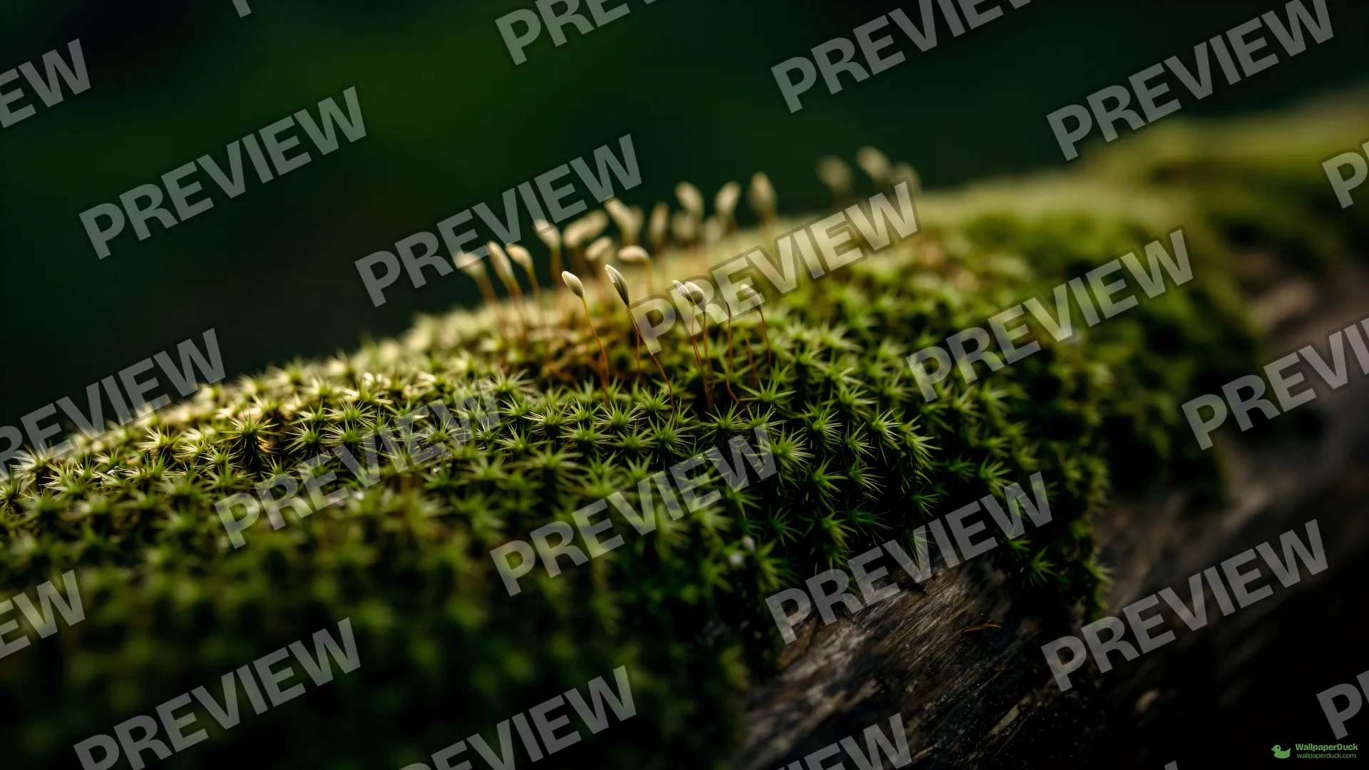Moss Forest Micro — Botanical macro 4K wallpaper