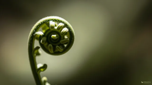Unfurling Fern Frond Macro — Botanical macro 4K wallpaper