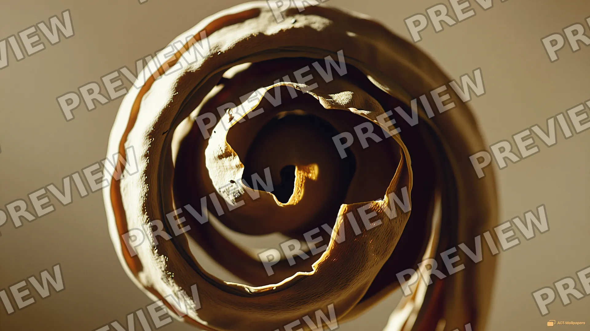Desiccated Fern Spiral — Dried botanicals 4K wallpaper