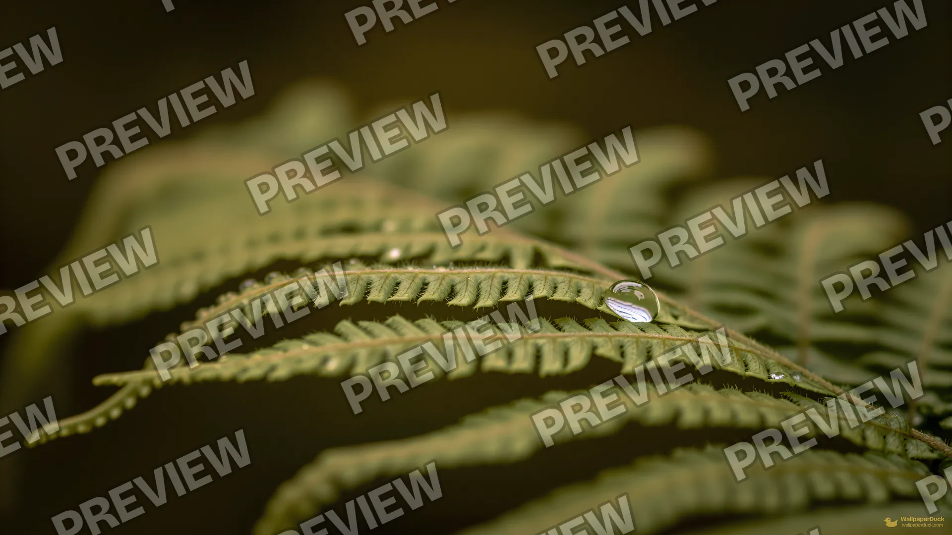 Fern Frond Water Tension — Botanical macro 4K wallpaper