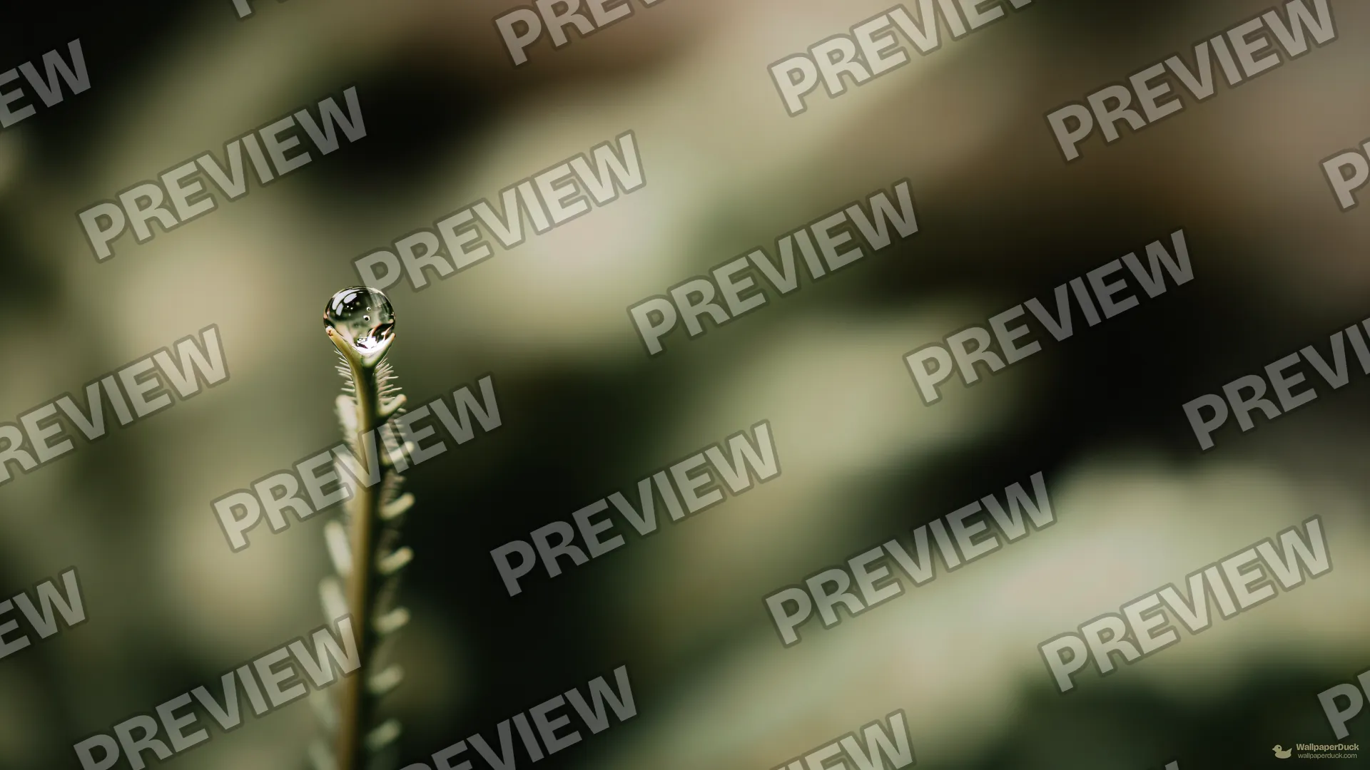 Fern Tip Droplet — Botanical macro 4K wallpaper