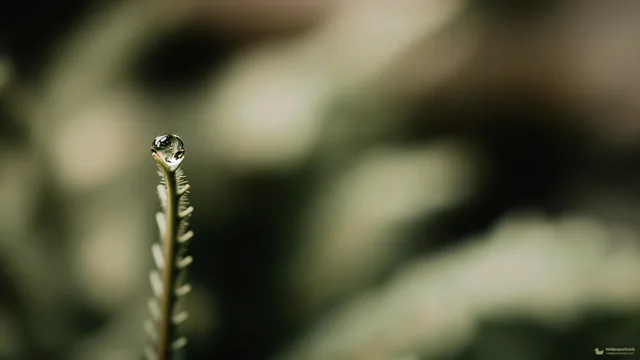 Fern Tip Droplet — Botanical macro 4K wallpaper
