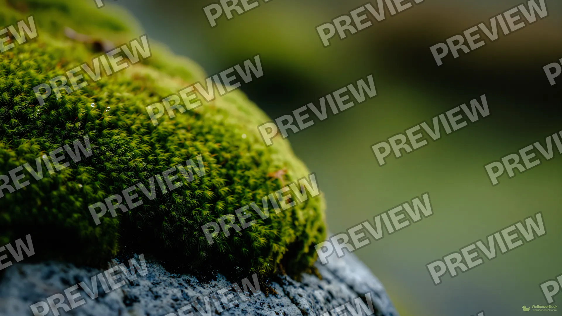 Moss Forest Macro — Botanical macro 4K wallpaper