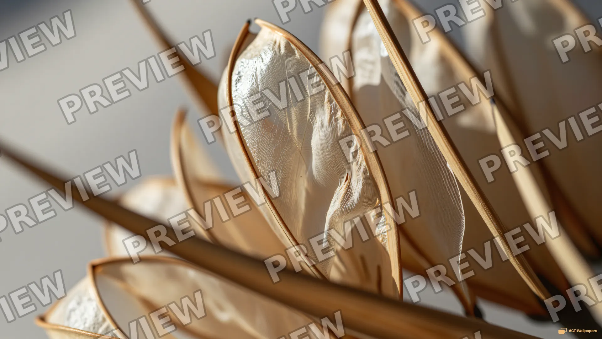 Translucent Seed Pod Study — Dried botanicals 4K wallpaper