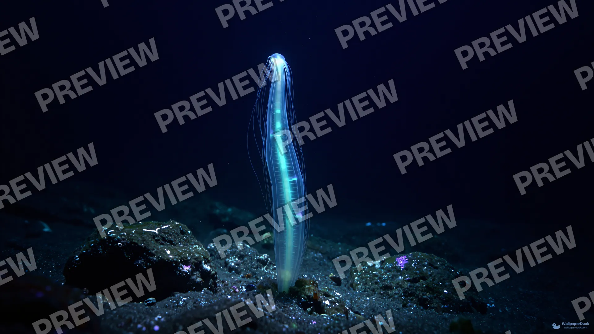 Solitary Sea Pen Glow — Bioluminescence 4K wallpaper