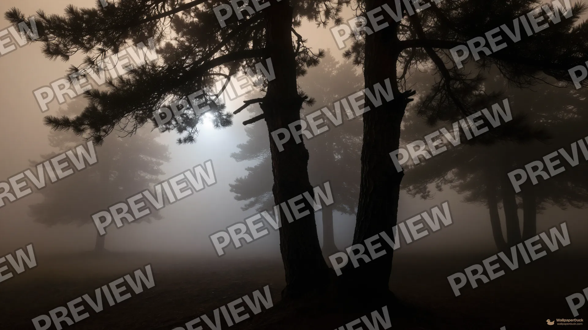 Mist-Choked Pine Shadows — Nature landscapes 4K wallpaper