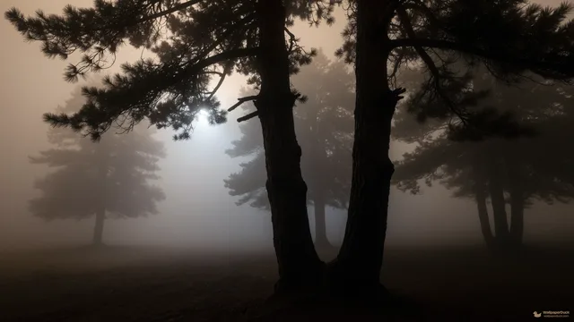 Mist-Choked Pine Shadows — Nature landscapes 4K wallpaper