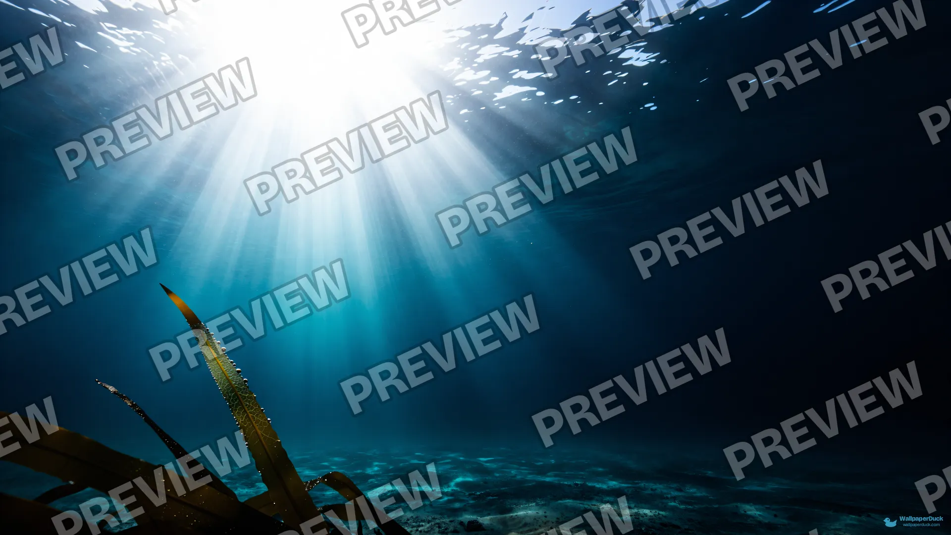 Kelp Canopy Noon Light — Underwater 4K wallpaper