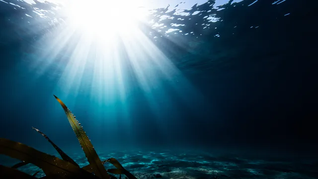 Kelp Canopy Noon Light — Underwater 4K wallpaper