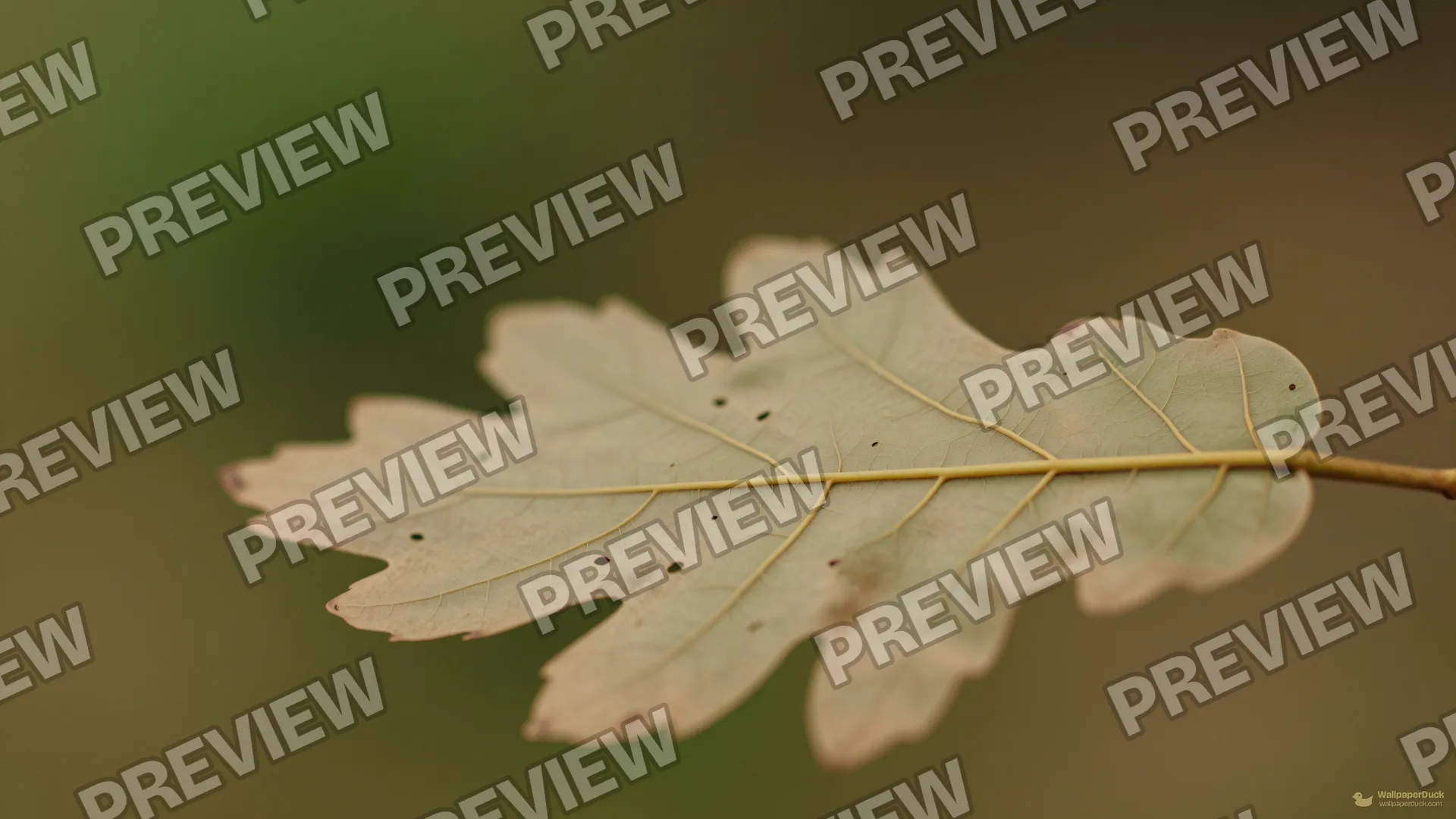 Oak Leaf Vein Junction — Botanical macro 4K wallpaper