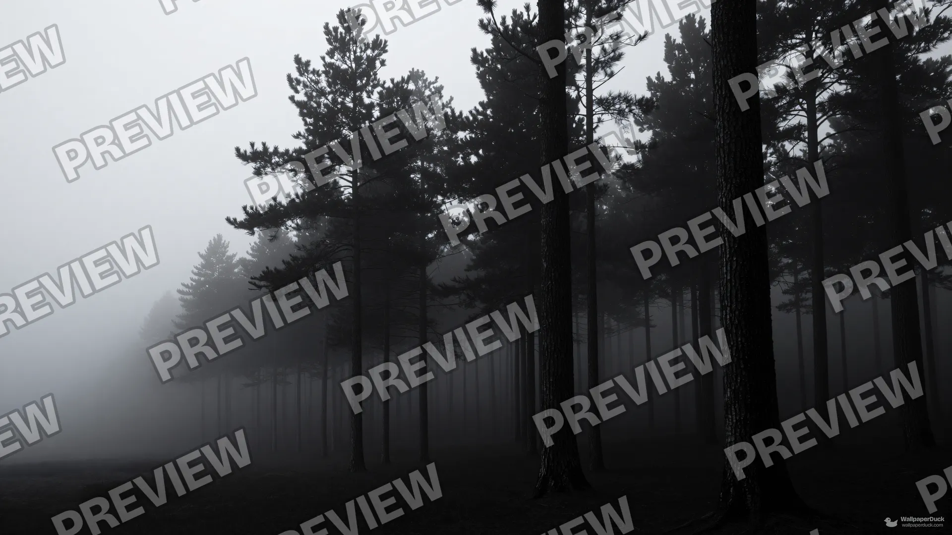 Mist Choked Pines — Layered silhouettes 4K wallpaper