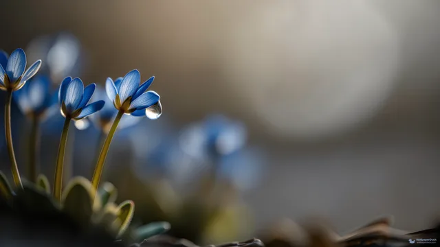 Moss Cluster Backlight — Botanical macro 4K wallpaper