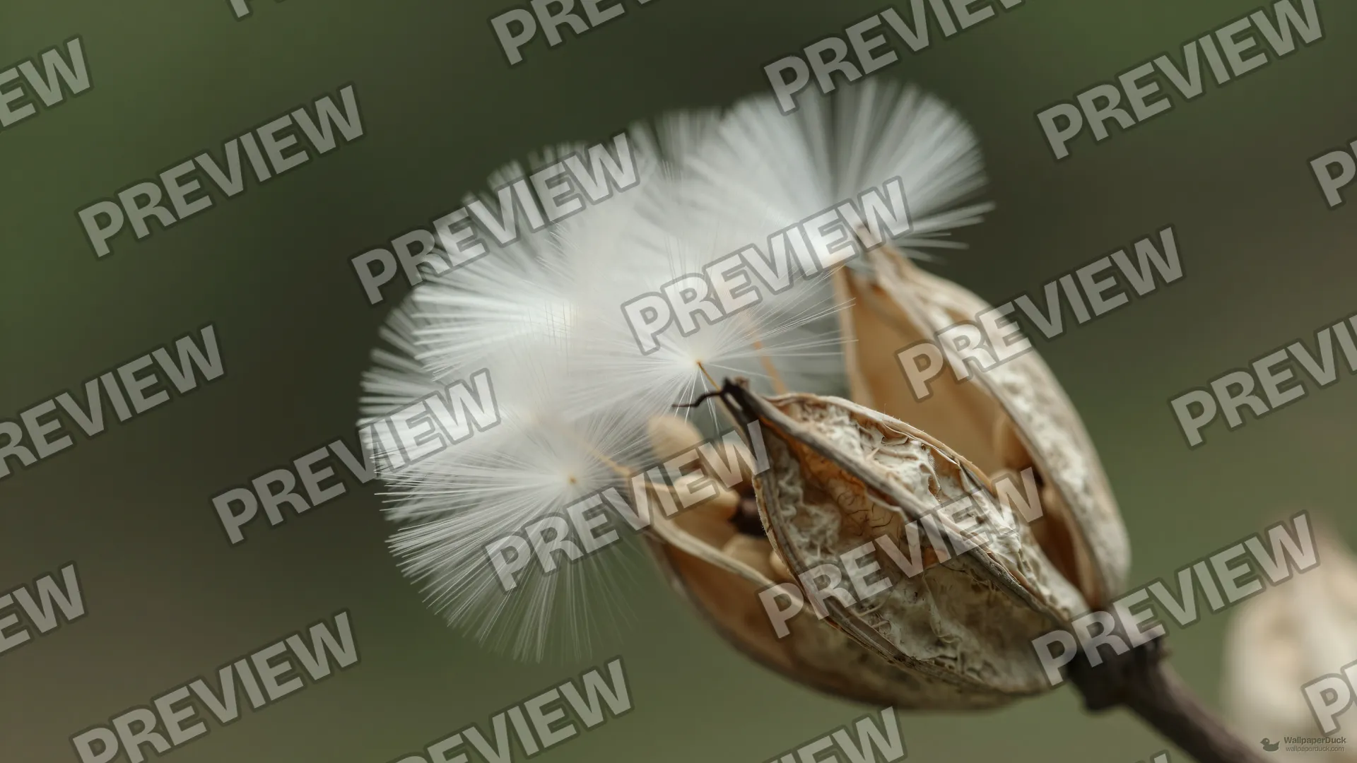 Milkweed Seed Cluster — Botanical macro 4K wallpaper