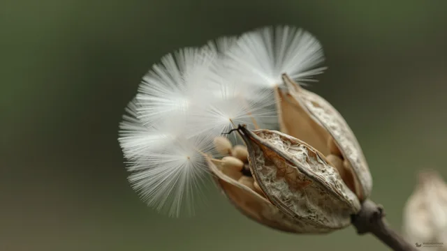Milkweed Seed Cluster — Botanical macro 4K wallpaper